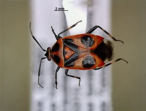 Red Smartweed Miridae