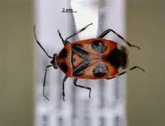 Red Smartweed Miridae thumbnail 1