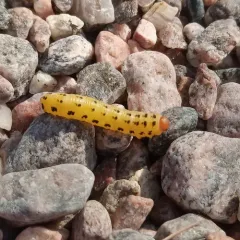 Red-headed Pine Sawfly thumbnail 2