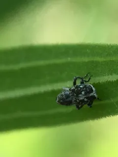 Cylindrocopturus quercus thumbnail 2