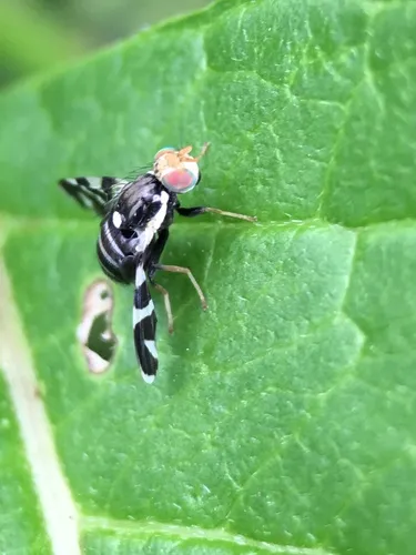 Rhagoletis tabellaria