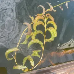 Broad-leaved Pondweed thumbnail 4
