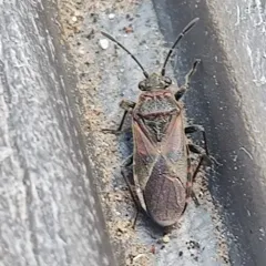 Elm Seed Bug thumbnail 2