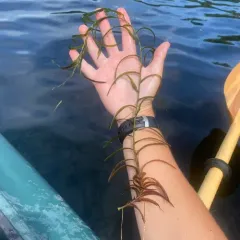 robbins' pondweed thumbnail 3