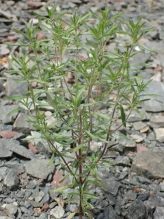 Summer Savory thumbnail 3