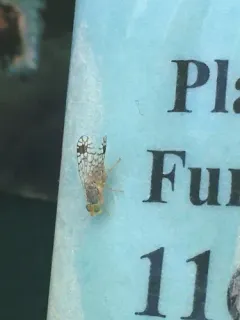 Euarestoides acutangulus thumbnail 3