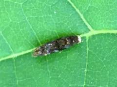 Mompha luciferella thumbnail 2