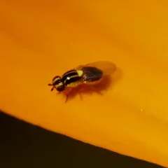 Thaumatomyia glabra thumbnail 4
