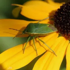 Conchuela Bug thumbnail 4