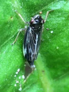 Evacanthus nigramericanus thumbnail 4