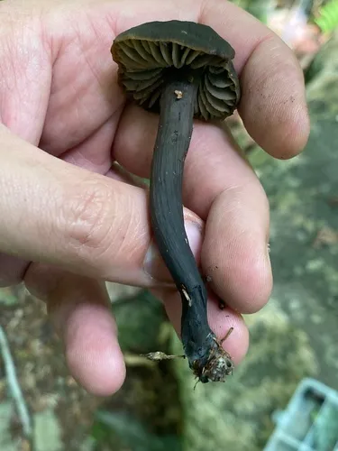 Neohygrocybe subovina