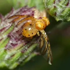 Tomoplagia obliqua thumbnail 4
