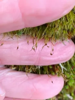 Broom-moss thumbnail 2