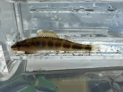 Gilt Darter thumbnail 3