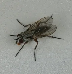 Eustalomyia vittipes thumbnail 3