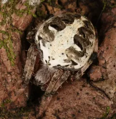 Red-femured Spotted Orbweaver thumbnail 3