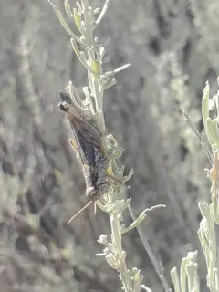 Western Sagebrush Grasshopper thumbnail 3