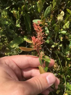 Exobasidium savilei thumbnail 2