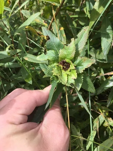 Contarinia spiraeina