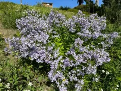 Milky Bellflower thumbnail 2