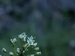 Smallflower Deathcamas thumbnail 2