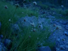 fringed cottongrass thumbnail 4