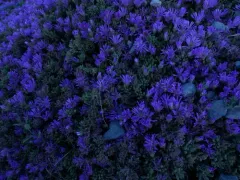 Pale dewplant thumbnail 3
