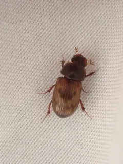 Leopard Dung Beetle thumbnail 1