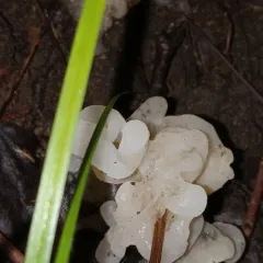 Helvellosebacina concrescens thumbnail 2