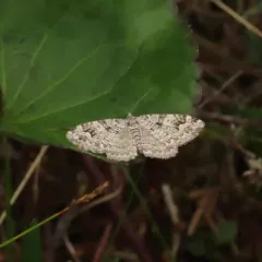 Northern Carpet thumbnail 4