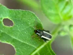 Dark-necked Systena thumbnail 1