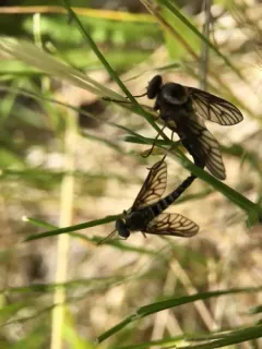 Chrysopilus foedus thumbnail 3