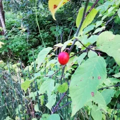 Canada plum thumbnail 4