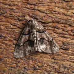 Dyar's Looper Moth thumbnail 4