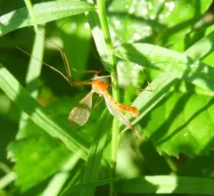 Nephrotoma cingulata thumbnail 2