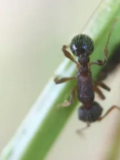 Wide-faced Ant thumbnail 4