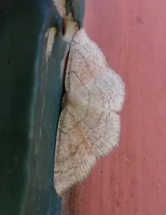 Cyclophora dataria thumbnail 4