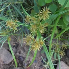 Fragrant flatsedge thumbnail 2