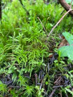 Shaded Wood-moss thumbnail 2