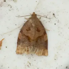 Rose Tortrix Moth thumbnail 4