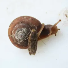 Brown House Moth thumbnail 4