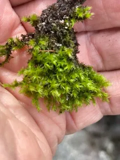 Racomitrium microcarpon thumbnail 2