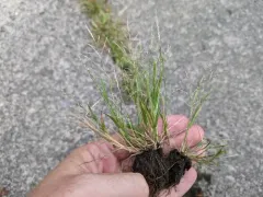 Jersey Love-grass thumbnail 2