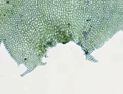 Floerke's Pawwort thumbnail 3