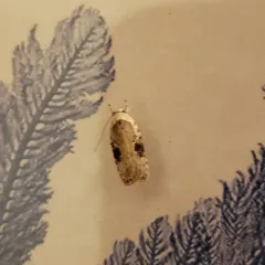 Poison hemlock moth thumbnail 4