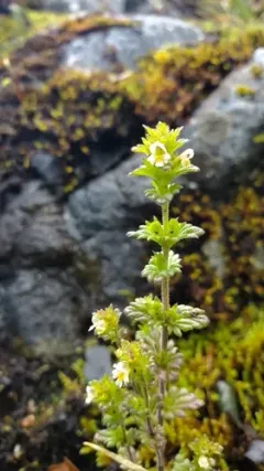 Subalpine Eyebright thumbnail 2