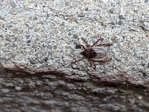 Groundhog Tick