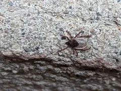 Groundhog Tick thumbnail 1