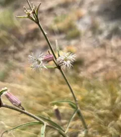 Oregon Campion thumbnail 3