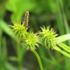 yellow-green sedge thumbnail 5